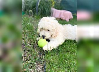 Cockapoo Welpen   (Cockapoo x Zwergpudel)