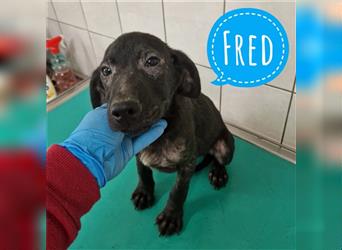 Fred ein tolles Wesen