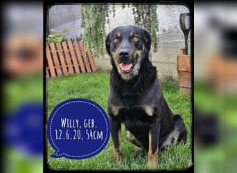 Willy - ein traumhafter Anfängerhund ist auf der Suche