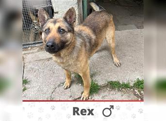 REX ❤ sucht Zuhause oder Pflegestelle