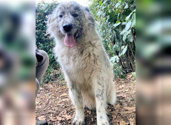 Jereld - Hund mit Sommersprossen sucht seine Familie