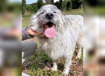 Jereld - Hund mit Sommersprossen sucht seine Familie