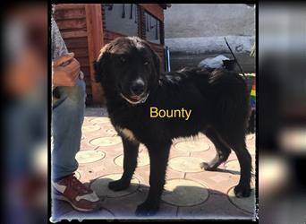 Bounty wartet auf seine Chance