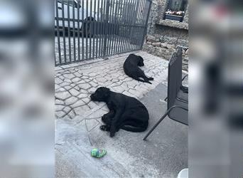 Abgabe von 2 Hunden Trauerfall