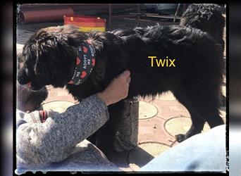 Twix sucht ein hundeerfahrenes Zuhause