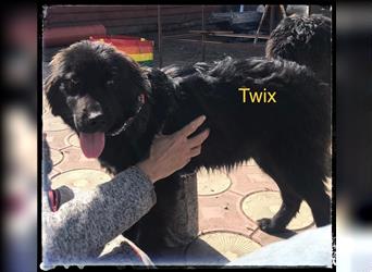Twix sucht ein hundeerfahrenes Zuhause