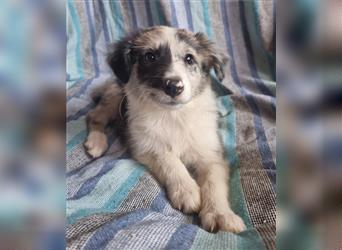 Hübsche ,kinderliebe und verspielte Border Collie x Collie Welpen