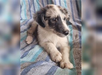 Hübsche ,kinderliebe und verspielte Border Collie x Collie Welpen