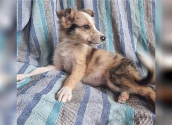 Hübsche ,kinderliebe und verspielte Border Collie x Collie Welpen