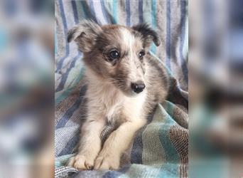 Hübsche ,kinderliebe und verspielte Border Collie x Collie Welpen