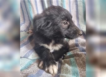 Hübsche ,kinderliebe und verspielte Border Collie x Collie Welpen