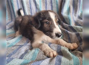 Hübsche ,kinderliebe und verspielte Border Collie x Collie Welpen