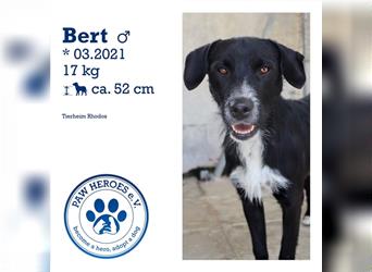 Liebevoller und aufgeschlossener Junghund BERT sucht eine Familie!