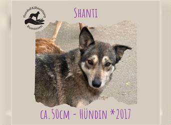 Shanti ist liebevoll und menschenbezogen - die perfekte Anfängerhündin