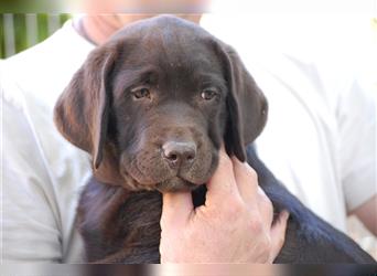 Aufgeweckter brauner Labradorwelpe