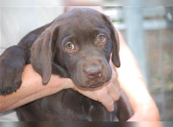 Aufgeweckter brauner Labradorwelpe