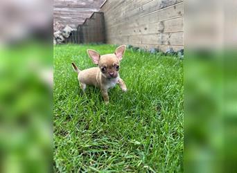 Wunderschöne Chihuahua Welpen zu verkaufen!