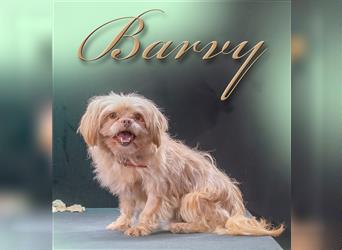 Barny, ein zuckersüßer kleiner Hundebub!