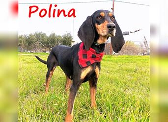Polina 12/2021 (GRC) - wunderschöne, ausgeglichene und zärtliche Griechische Bracke Hündin!