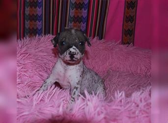 Peruanischer Nackthund - kleine schwarz gefleckte Hündin sucht noch ein tolles Zuhause