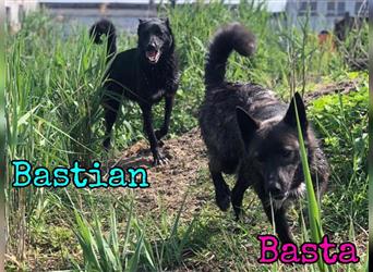 Bastian 12/2021 (RUS) - wundervoller Begleiter, toller Familienhund und Abenteurer!