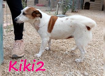 Kiki2 05/2020 (GR) - menschenbezogene und süße, kleine Mini-Hündin!