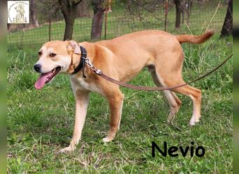 Nevio - anhänglicher aktiver Junghund