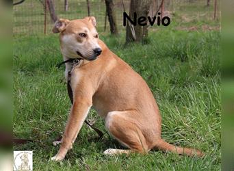 Nevio - anhänglicher aktiver Junghund
