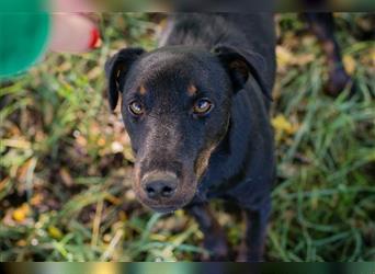 HOLLY - die süße Terrier-Mix Hündin sucht eine liebe Familie zum Kuscheln
