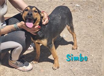 Simbo 09/2022 (in Deutschland) - liebevoller und freundlicher Jungrüde sucht Menschen mit Herz!