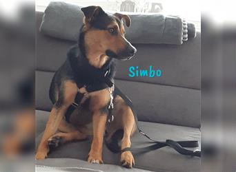 Simbo 09/2022 (in Deutschland) - liebevoller und freundlicher Jungrüde sucht Menschen mit Herz!