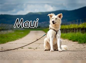 Darf Maui auch Ihr Herz erobern?