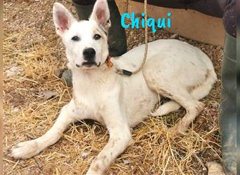 Chiqui 09/2022 (ESP) - lieber und menschenbezogener Begleiter und Familienhund!