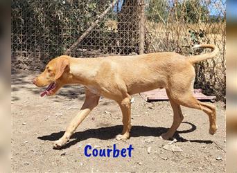 Courbet 11/2022 (ESP) - verspielter, sozialer und neugieriger Jagdhund-Mix Junghund!