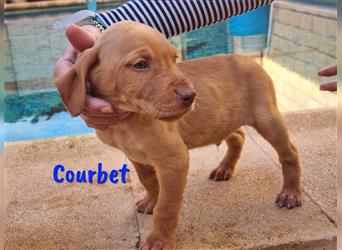 Courbet 11/2022 (ESP) - verspielter, sozialer und neugieriger Jagdhund-Mix Junghund!