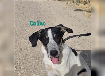 Callao 01/22 (ESP) - super sympathischer, geselliger, verträglicher und verspielter Junghund!