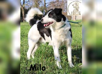 Milo - sucht Liebe und Geborgenheit