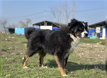 Offener Kuno sucht liebevolle Hundefreunde