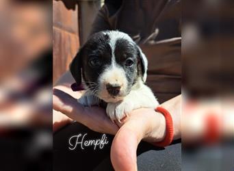 Hempfi, kleines Hundemädchen sucht eine Familie