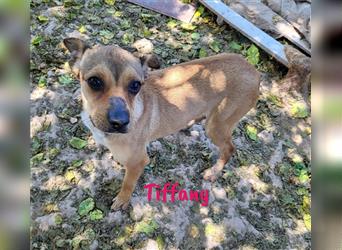 Tiffany 08/2023 (ESP) - verschmuste, verträgliche und zuckersüße Welpin!