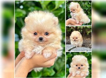 Pomeranian (Zwergspitz) 100% Teddy