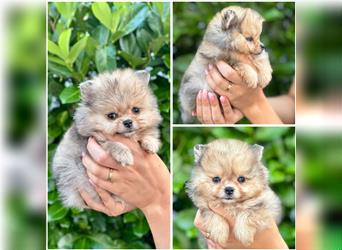 Pomeranian (Zwergspitz) 100% Teddy