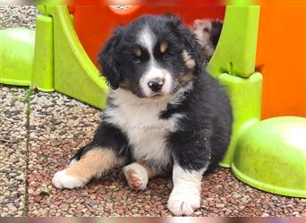 **** Miniature Australian Shepherd Welpen ****