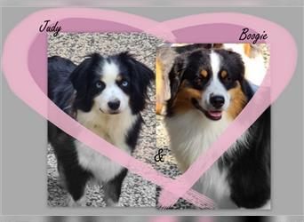 **** Miniature Australian Shepherd Welpe ****