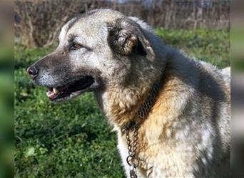 -Reserviert-Myrto -braves anhängliches älteres Hundemädchen sucht neues Zuhause