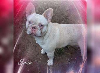 Enzo, Französische Bulldogge, Rüde, ca. 1 Jahr, ca. 30-35 cm