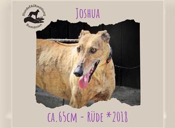 Joshua - sanfter Goldjunge, Greyhoundfans gesucht!