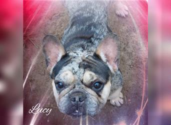 Lucy, Französische Bulldogge, Hündin, ca. 5 Jahr, ca. 30-35 cm