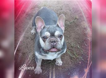 Luna, Französische Bulldogge, Hündin, ca. 3 Jahr, ca. 30-35 cm