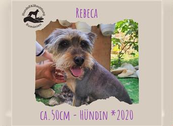 Rebeca - zauberhafte Schnauzerhündin sucht liebevolles Zuhause